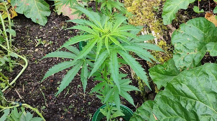 Screenshot 2024-06-18 145333