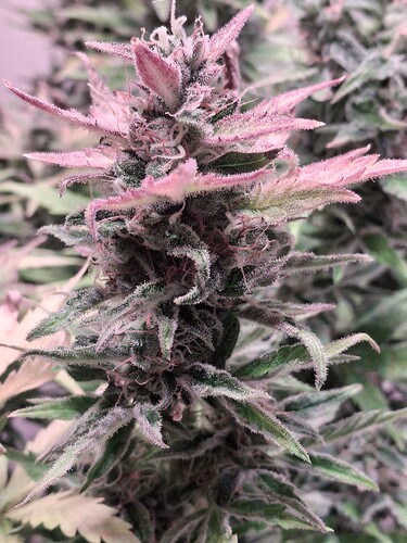 Growreport Bild 26