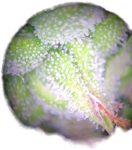 Growreport Bild 26