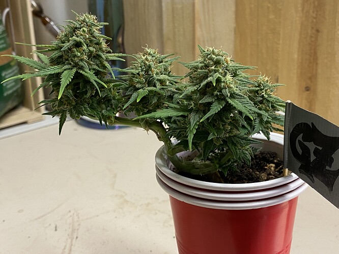 Growreport Bild 9