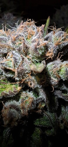 20250127_182541 - Copy