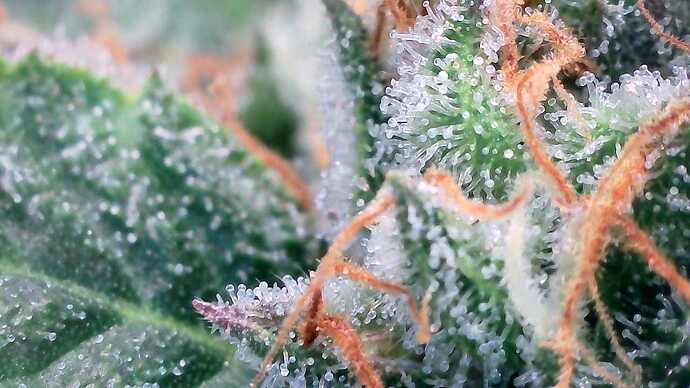 Growreport Bild 28