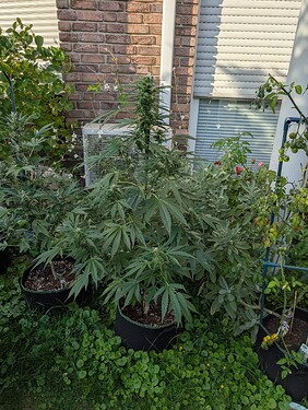 Growreport Bild 3