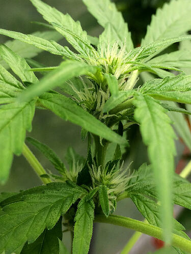 Grow26070208