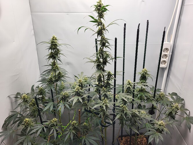 Growreport Bild 1