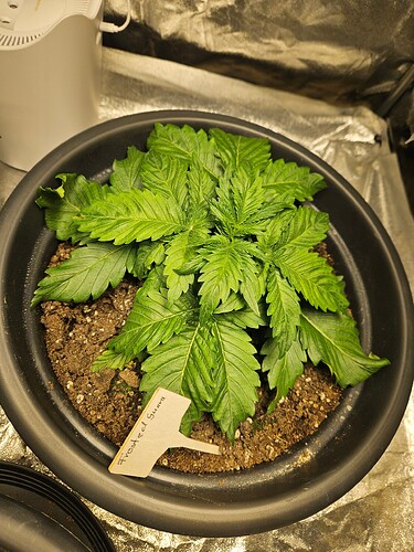 Growreport Bild 28