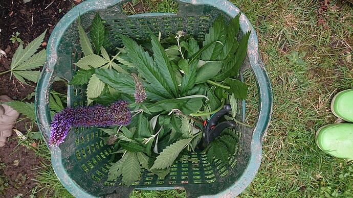 Growreport Bild 3