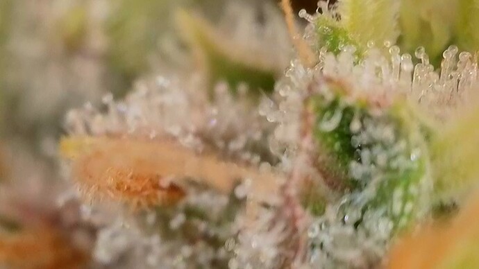 Growreport Bild 25