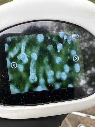 Growreport Bild 41