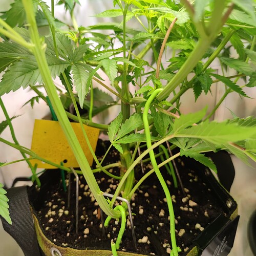 Growreport Bild 11