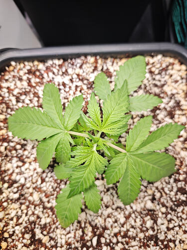 Growreport Bild 5