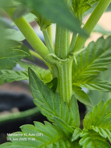 Growreport Bild 15