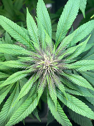 Growreport Bild 1