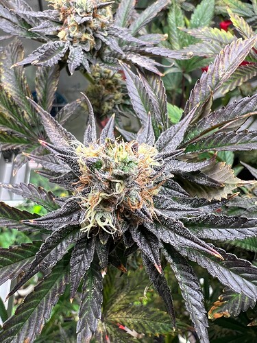 Growreport Bild 12