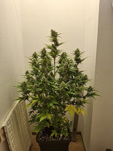 Growreport Bild 169