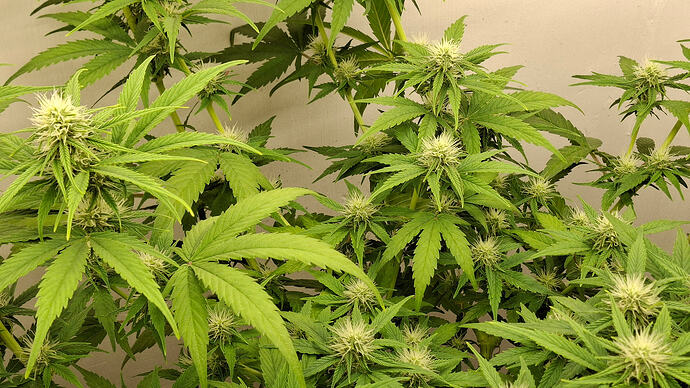 Growreport Bild 255