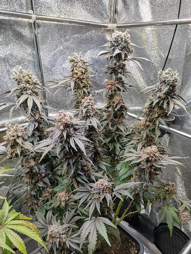 Growreport Bild 21