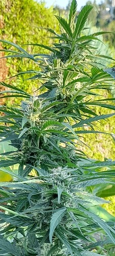 Growreport Bild 9