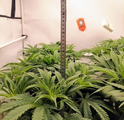 Growreport Bild 8