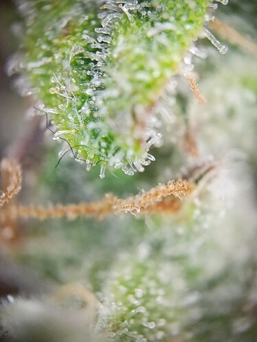 Growreport Bild 7