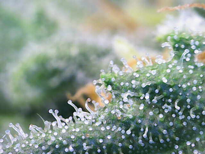 Growreport Bild 1