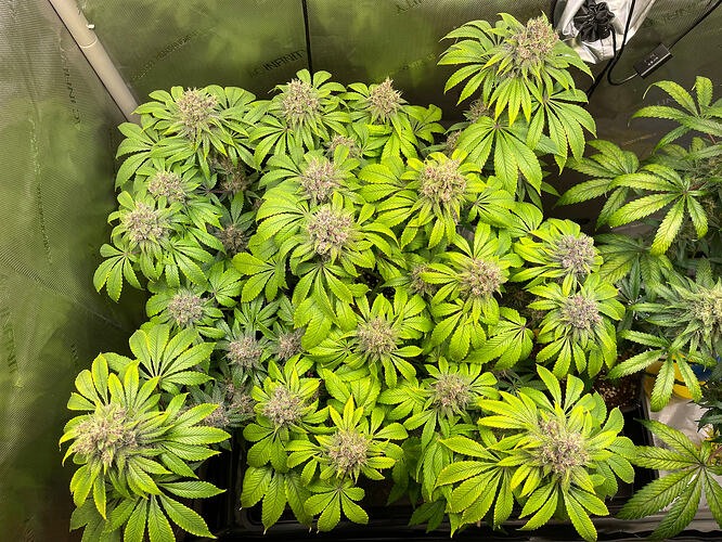 Growreport Bild 2