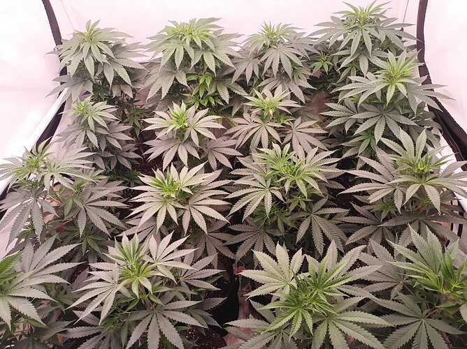 Growreport Bild 19
