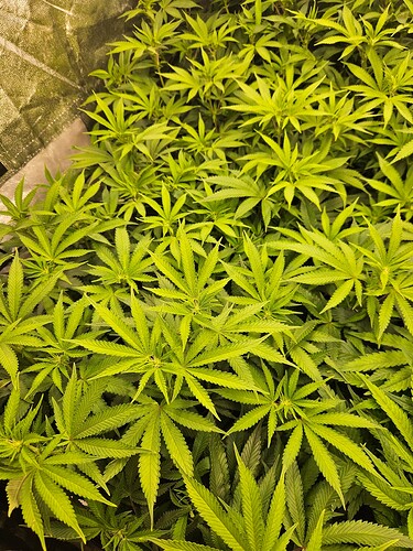 Growreport Bild 4