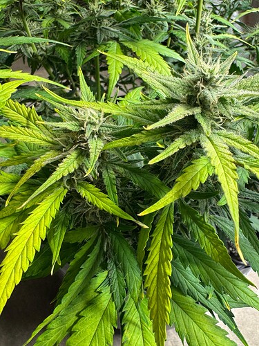 Growreport Bild 4