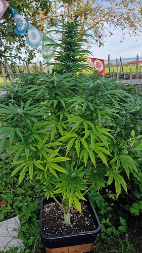 Growreport Bild 16