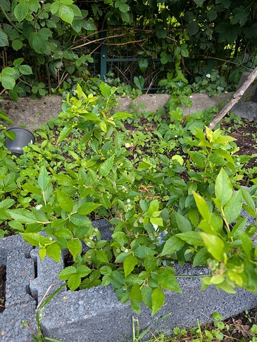 PXL_20250530_102935979