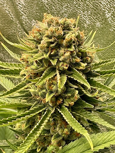 Growreport Bild 33