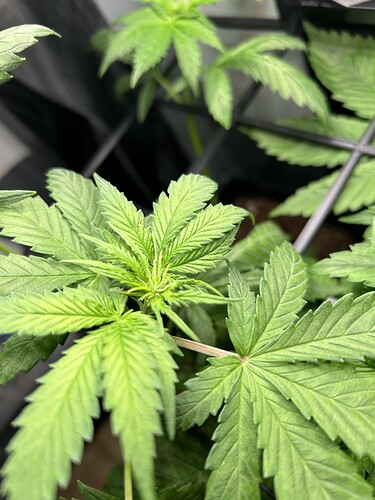 Growreport Bild 4