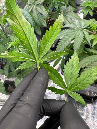 Growreport Bild 16
