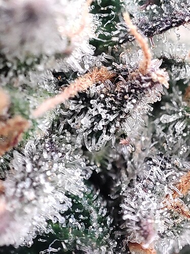 Growreport Bild 44