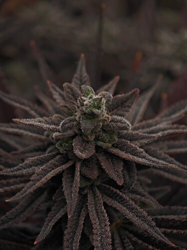 Growreport Bild 14