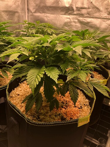 Growreport Bild 3