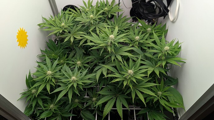 Growreport Bild 13