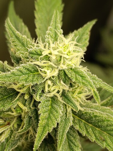 Growreport Bild 10
