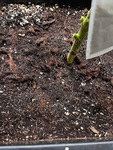 Growreport Bild 9