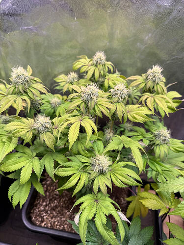 Growreport Bild 6