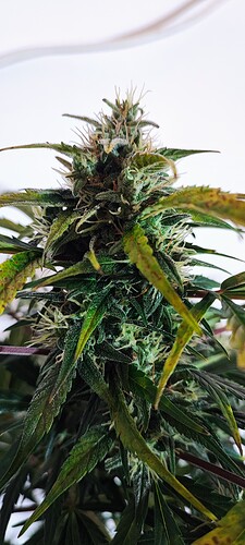 Growreport Bild 20
