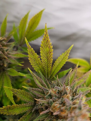 Growreport Bild 6