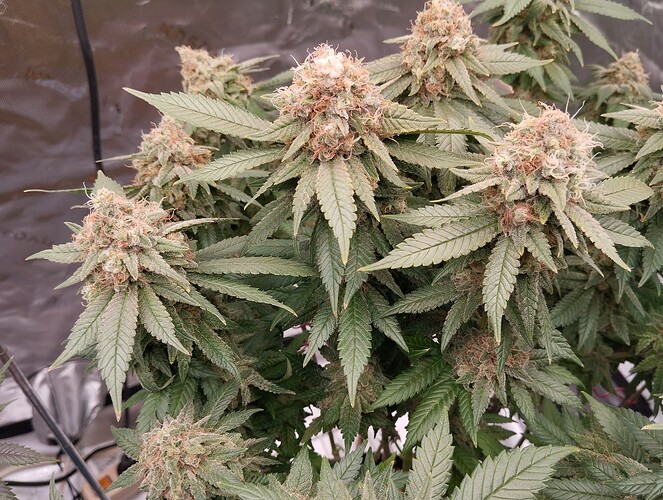 Growreport Bild 3