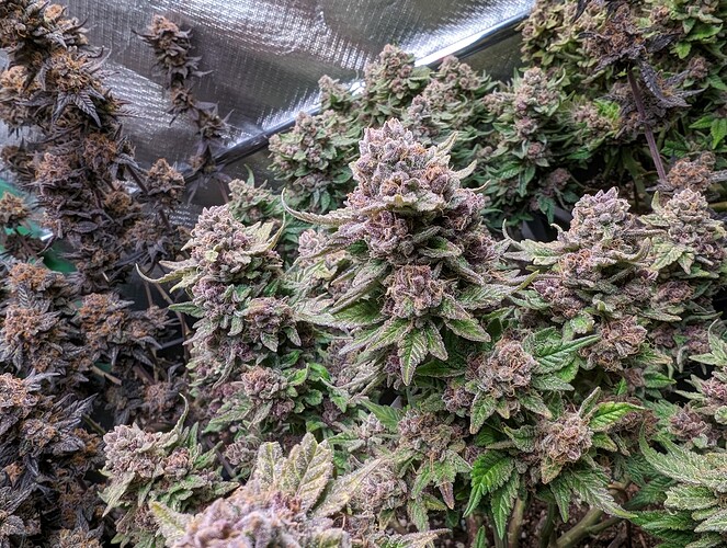 Growreport Bild 1