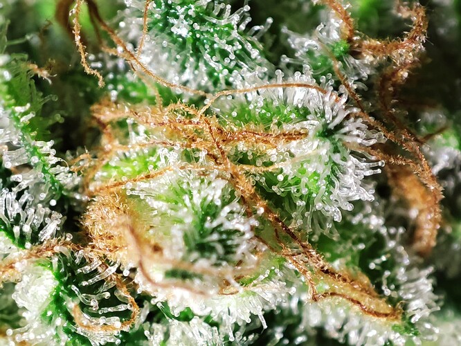 Growreport Bild 37