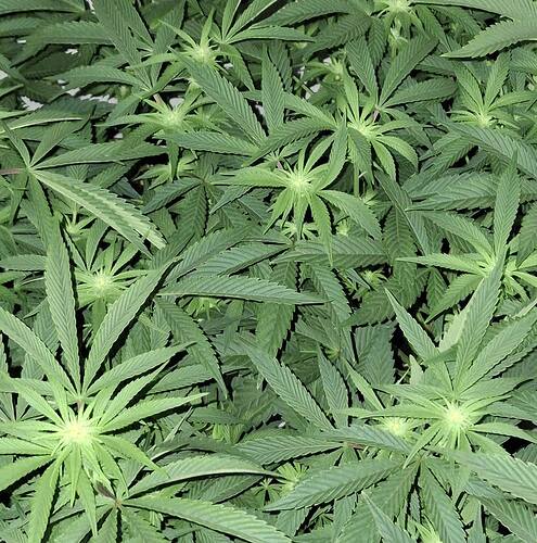 Growreport Bild 6
