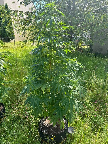 Growreport Bild 2