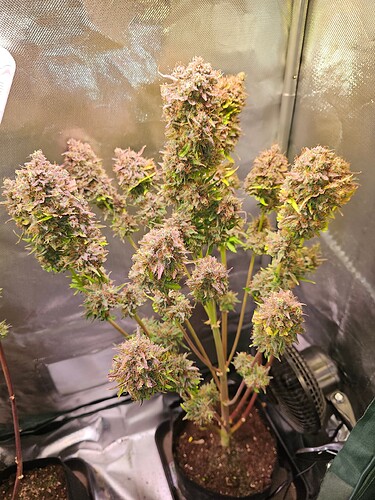 Growreport Bild 9