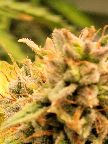Growreport Bild 6